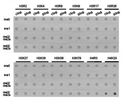 HIST3H3 Antibody