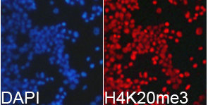 HIST3H3 Antibody