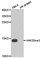 HIST3H3 Antibody