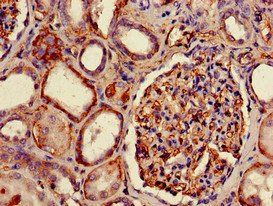 HLA-B Antibody (Biotin)