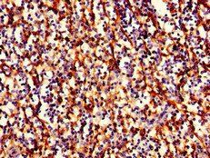 HLA-B Antibody (Biotin)