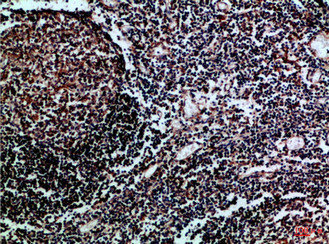 HLA-DMB Antibody