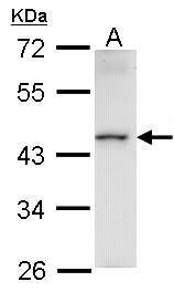 HMBOX1 Rabbit Polyclonal Antibody