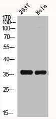HMG20B Antibody