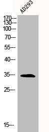 HMG20B Antibody