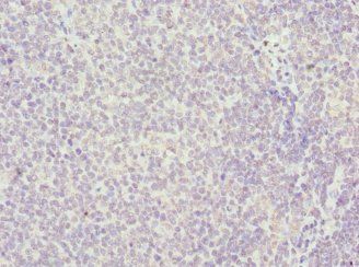 HMGB1 Antibody