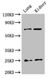 HMGB1 Antibody