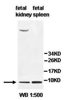 HMGN4 Rabbit Polyclonal Antibody
