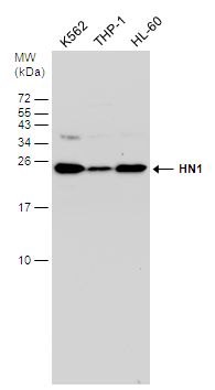 HN1 Rabbit Polyclonal Antibody