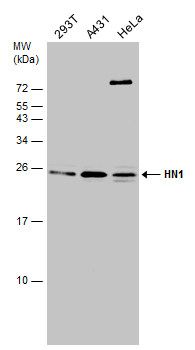 HN1 Rabbit Polyclonal Antibody
