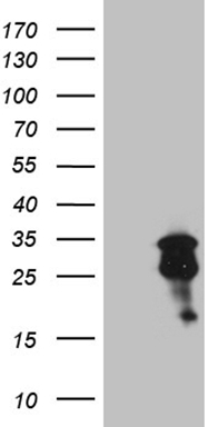 HNF4A Antibody