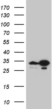 HNF 4 alpha Antibody