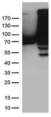 HNF 4 alpha Antibody