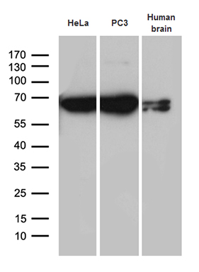 HNF 4 alpha Antibody