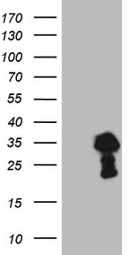 HNF 4 alpha Antibody