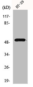 HNF4A Antibody