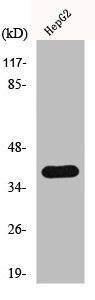 HNRNPC Antibody