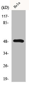 HNRNPH1/HNRNPH2 Antibody