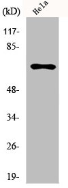 HNRNPL Antibody