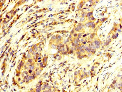 OTX2 Antibody