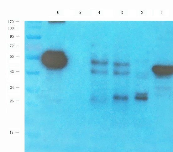 HOMER1 Rabbit Polyclonal Antibody