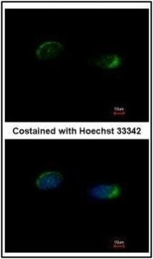 Homer1 antibody