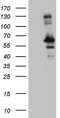 HOMER2 Antibody