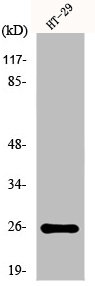 HOXA6 Antibody