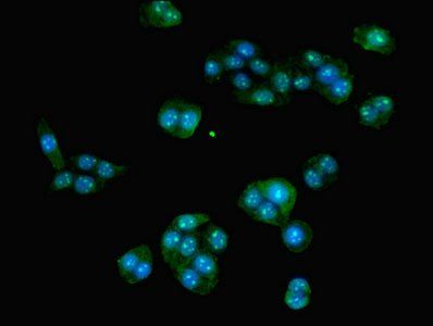 HOXA9 Antibody
