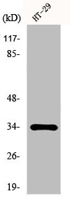 HOXB4 Antibody