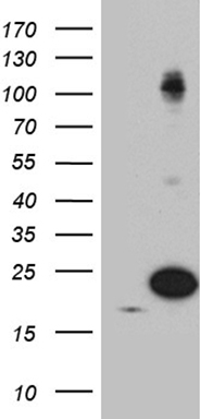 HOXC4 Antibody