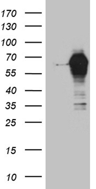 HOXC4 Antibody
