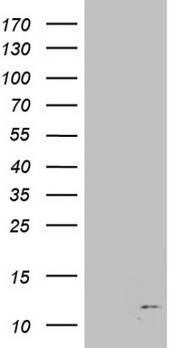 HOXD10 Antibody