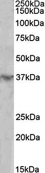Goat anti-HOXD12 Antibody