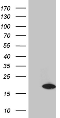 HOXD8 Antibody