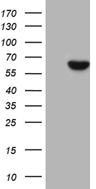 HOXD9 Antibody