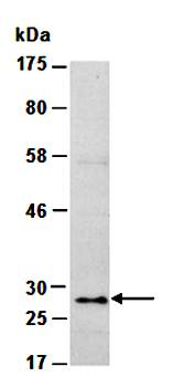 HP1-gamma (M) Antibody, Rabbit Polyclonal