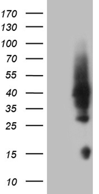 HPCAL4 Antibody