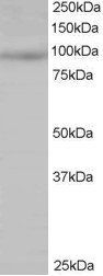HPK1/MAP4K1 Antibody