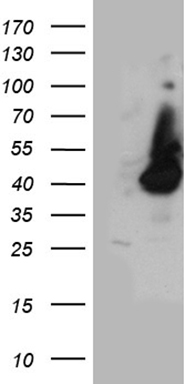 HPR Antibody