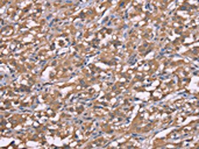 HRH3 Antibody