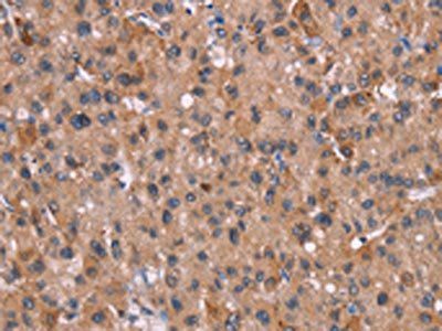 HRH3 Antibody