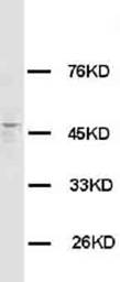 Histamine H3 receptor HRH3 Rabbit Polyclonal Antibody