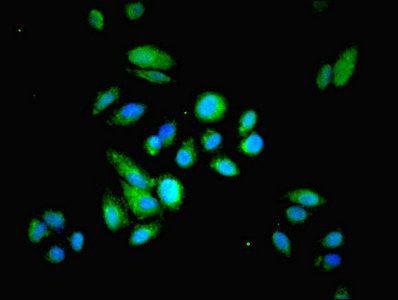 RIDA Antibody
