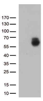 HS1BP3 Antibody