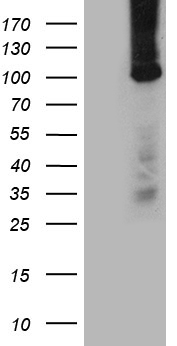 HS1BP3 Antibody