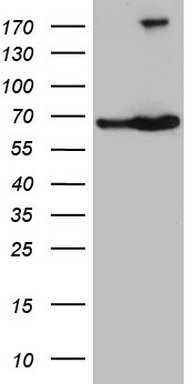 SETD1A Antibody