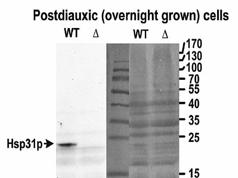 Hsp31p (yeast, aa50-64) Antibody