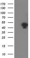 DNAJB1 Antibody