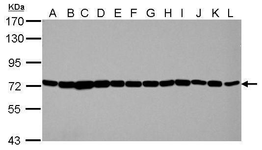 Hsp70 antibody